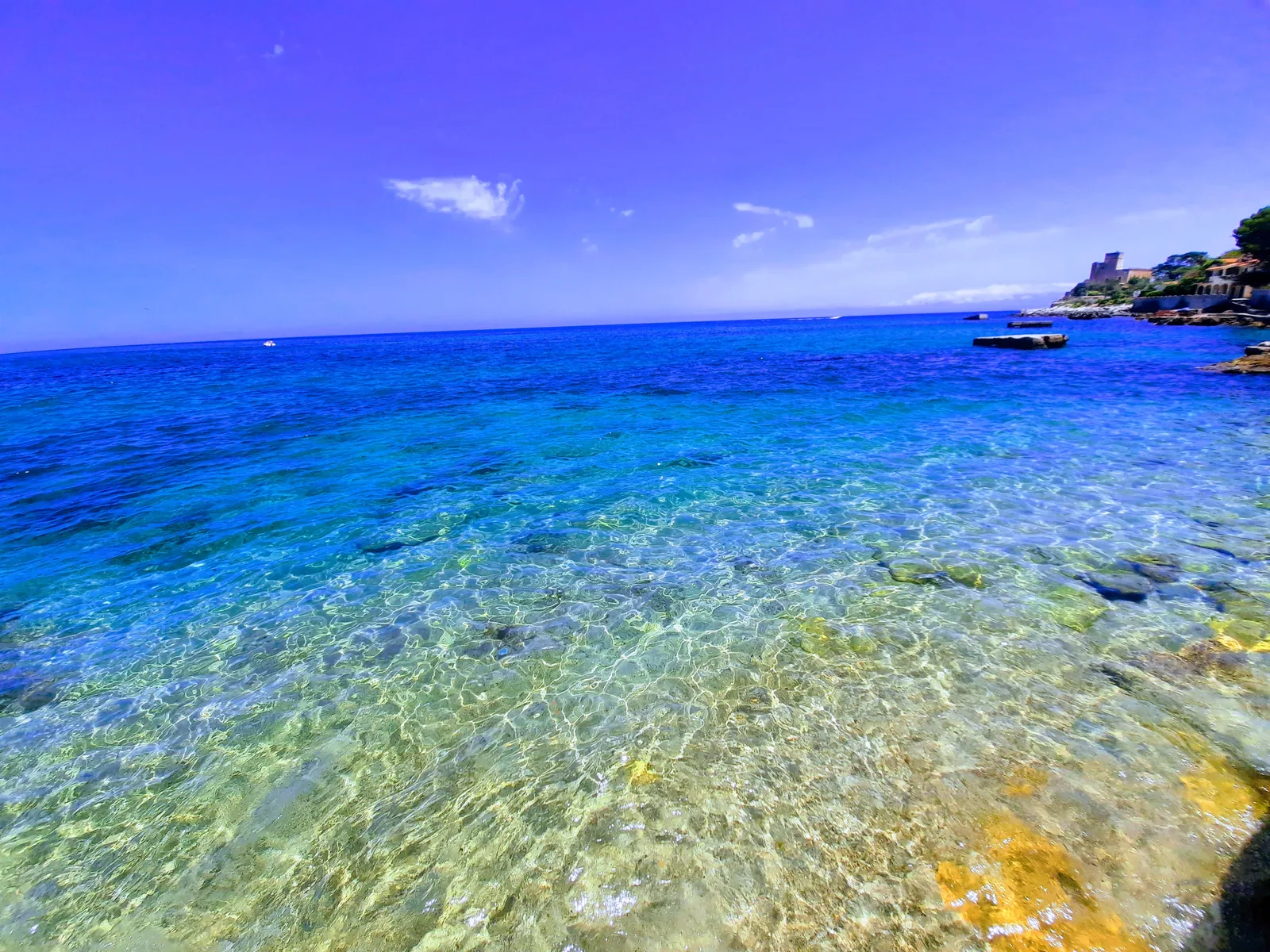 Gabbiano Blu